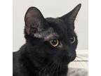 Adopt Moxie a Domestic Short Hair