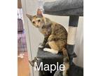Adopt Maple a Dilute Calico