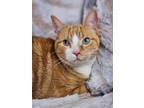 Adopt Winnie a Tabby, Domestic Short Hair