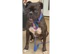 Adopt SHIRLEY a Boxer