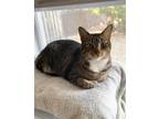 Adopt Blue Eyes a Tabby, Domestic Short Hair