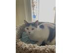 Adopt Chyna a Domestic Short Hair