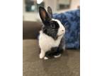 Adopt Fiona Flower a Dutch, Lionhead