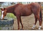 Big Pasture Companion horse