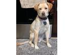 Adopt Darcy a Yellow Labrador Retriever