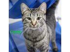 Adopt Candy a Domestic Short Hair