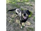 Adopt Ellie Benelli a Rottweiler, Shepherd