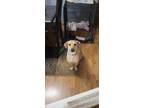 Adopt Tinkerbell a Labrador Retriever