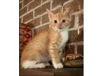 Adopt Skippy Britches a Tabby