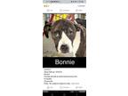 Adopt Bonnie a Pit Bull Terrier, Labrador Retriever