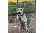 Adopt Carol a Labrador Retriever, Pit Bull Terrier