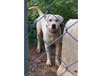 Adopt Elly a Pit Bull Terrier, Labrador Retriever