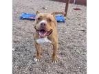 Adopt Sunny - Needs a Hero Foster or Adopter! a American Staffordshire Terrier