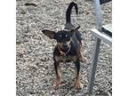 Adopt Coco a Miniature Pinscher, Mixed Breed