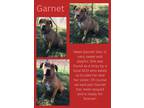 Adopt GARNET a Pit Bull Terrier