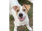 Adopt Piper a Beagle, Foxhound