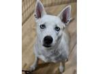 Adopt Storm a Husky