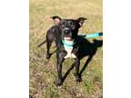 Adopt Kierra a Labrador Retriever, Terrier