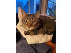 Adopt Rush a Domestic Short Hair