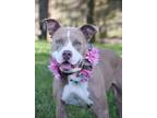 Adopt Miracle a American Staffordshire Terrier