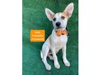 Adopt Naly a Parson Russell Terrier