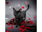 Adopt Morticia a Domestic Short Hair