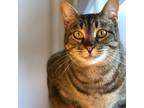 Adopt Amethyst (Aerie) a Domestic Short Hair, Tabby