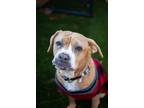 Adopt Mia a Boxer, Pit Bull Terrier