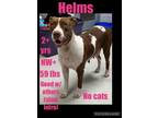 Adopt Helms a Pit Bull Terrier