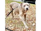 Adopt Corina a Pit Bull Terrier