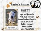 Adopt Rusty ~ female a Pit Bull Terrier