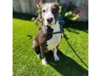 Adopt Camille a American Staffordshire Terrier