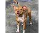 Adopt Peanut Butter a American Staffordshire Terrier