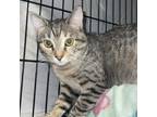 Adopt Marnie a Domestic Short Hair