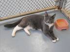 Adopt Trina (3542.5) a Domestic Short Hair