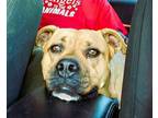 Adopt Bailey a Pit Bull Terrier, Boxer