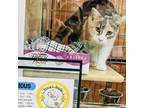 Adopt Precious a Domestic Short Hair