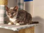 Adopt Calypso a Dilute Tortoiseshell, American Shorthair