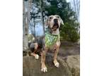 Adopt Trixie a Catahoula Leopard Dog, Beagle