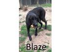 Adopt Blaze a Retriever, Coonhound