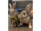 Adopt Lennon & Minerva (Vancouver) a Bunny Rabbit