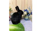 Adopt Snickers (Vancouver) a Bunny Rabbit