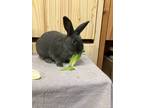 Adopt Scout (Vancouver) a Bunny Rabbit