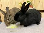 Adopt Douglas & Jackie (Vancouver) a Bunny Rabbit