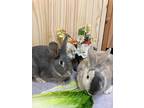 Adopt Dustin & Suzie Poo (Vancouver) a Bunny Rabbit, Harlequin