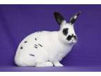 Adopt Orion a Bunny Rabbit