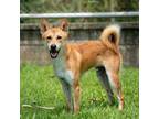 Adopt Adosh a Shiba Inu, Jindo