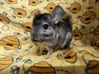 Adopt Chase a Chinchilla