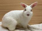 Adopt Dash a Bunny Rabbit