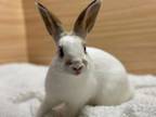 Adopt Ziggy a Bunny Rabbit